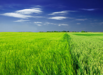 Fototapeta premium green wheat field and clouds