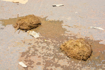 Elephant dung