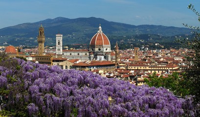 Beautiful Blooming Purple Wisteria at Bardini Garden in Florence with Cathedral of Santa Maria del Fiore and Old Palace on Background, Florence, Italy