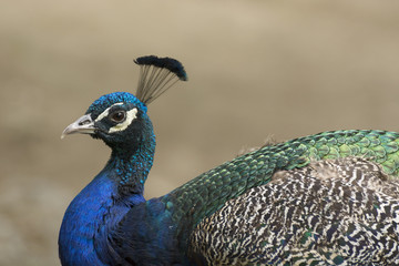 Naklejka premium Beautiful male peacock photographed at the zoo