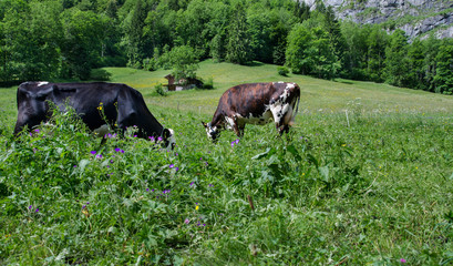 Cows on meadow at Lauterbrunnen-Stechelberg valley, Switzerland