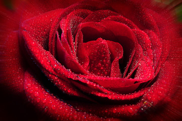 Close Up of  Red Rose