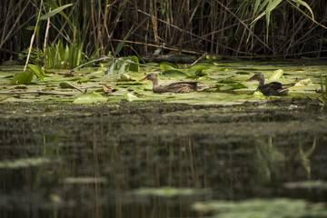 Landscape with waterline, birds, reeds and vegetation in Danube Delta, Romania