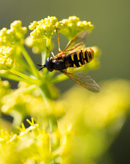 Wasp on yellow flower in nature