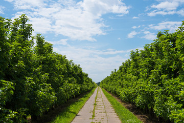 Fototapeta na wymiar straight paved path between rows of lush green apple trees on plantation under beautiful blue sky