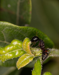 Fourmi charpentiere (Camponotus spp.)