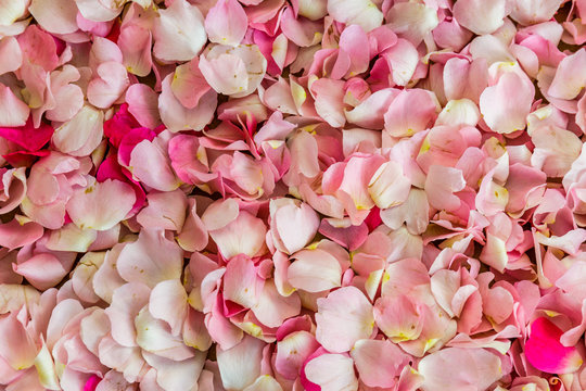 Fototapeta Pink rose flowers background, texture or pattern