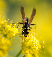 Wasp on yellow flower in nature