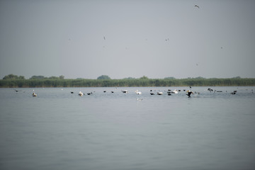 Fototapeta na wymiar Landscape with white pelicans in Danube Delta, Romania, in a summer sunny day