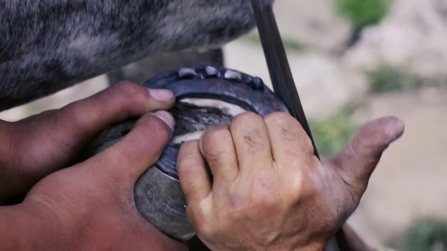 trimming, cleaning, shaping and cutting the excess sole tissue off the horse's hooves using knife in blacksmith shop. Horseshoe maker horseshoeing the horse. Azerbaijan