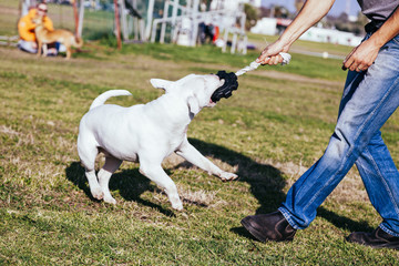 Bull Terrier Playing in the Park