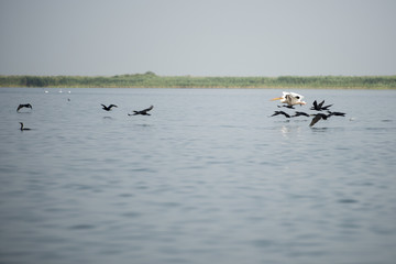 Landscape with white pelicans in Danube Delta, Romania, in a summer sunny day