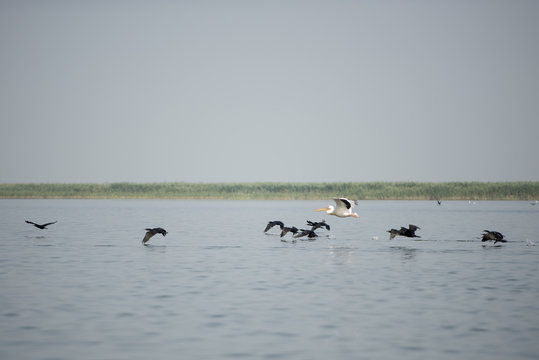 Landscape with white pelicans in Danube Delta, Romania, in a summer sunny day