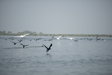 Landscape with white pelicans in Danube Delta, Romania, in a summer sunny day