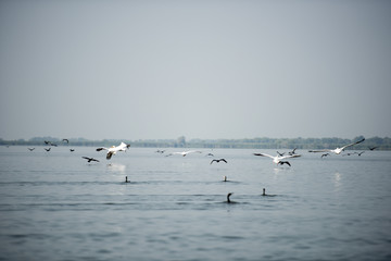 Landscape with white pelicans in Danube Delta, Romania, in a summer sunny day