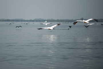 Landscape with white pelicans in Danube Delta, Romania, in a summer sunny day