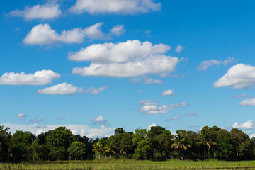 Garden plants with sky clouds.