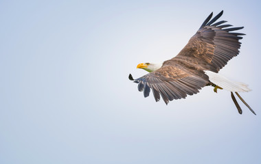 Fliegender Weißkopfseeadler