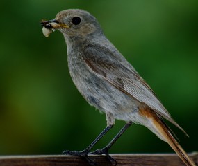 oiseau bec nourriture
