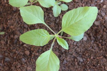 Green child plant (blueberry)