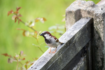 House Sparrow