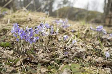 Beautiful purple flowers hepatica dry leaves and grains of snow cold spring.