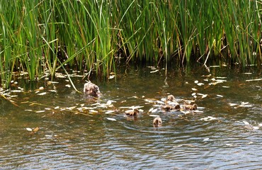 mother duck ( mallard duck, anas platyrhynchos ) with ducklings swimming on lake surface