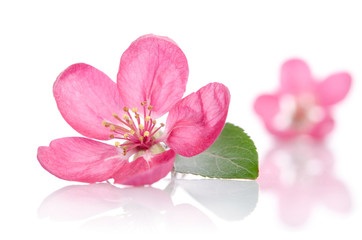 Fototapeta na wymiar some beautiful pink flowers isolated on white background