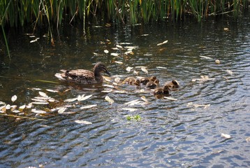 mother duck ( mallard duck, anas platyrhynchos ) with ducklings swimming on lake surface