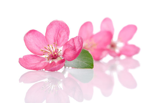 some beautiful pink flowers isolated on white background
