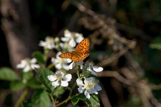 Photo of a group of white flowers with an orange and black butterfly