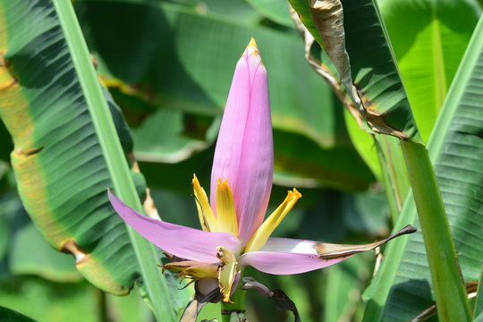 Musa ornata (flowering banana) Banana bua luang