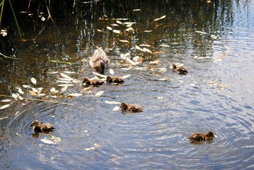 mother duck ( mallard duck, anas platyrhynchos ) with ducklings swimming on lake surface
