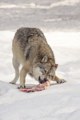 Wolf eats meat in the snow