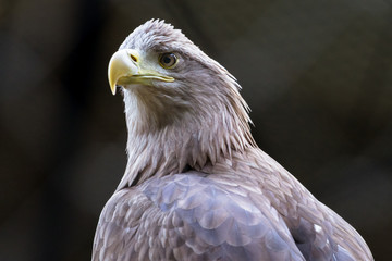 White-tailed eagle - オジロワシ１