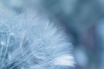 Dandelion flowers seeds on blue abstract nature background. Low depth of field.