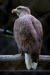 White-tailed eagle - オジロワシ２