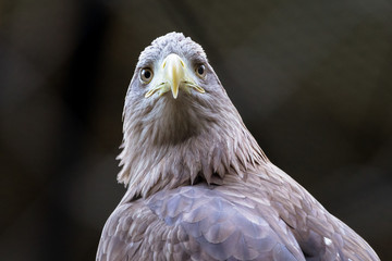 White-tailed eagle - オジロワシ３