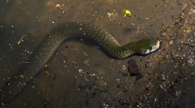 Green Snake, Checkered Keelback ( Xenochrophis Piscator )