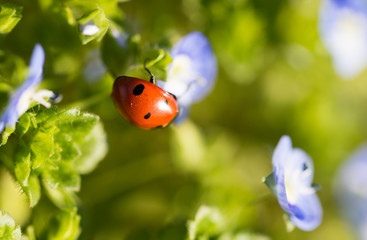 Obraz na płótnie Canvas Ladybug on small blue flowers in nature