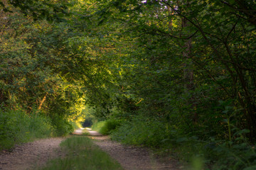 Photograph of a road in the wood completely surrounded by trees