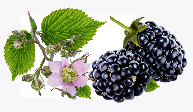 Blackberry and blackberry flower and foliage isolated