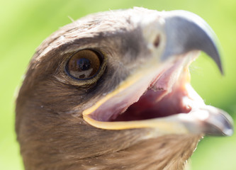 Portrait of an eagle in a park