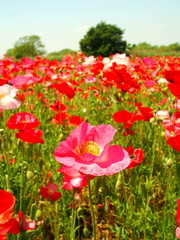 Naklejka premium ポピー咲く風景