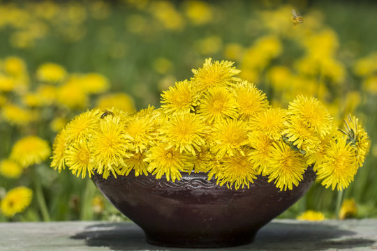 Fototapeta Bunch of beautiful yellow flowers of dandelion (taraxacum officinale) that pollinate honey bee (Apis mellifera) is standing on an old wooden table in an earthenware bowl.