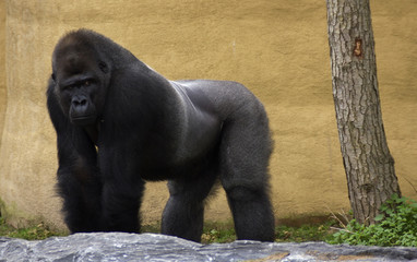 gorilla © wendyhilven