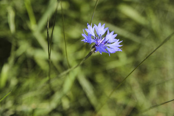 wieś kwiat chaber błękit