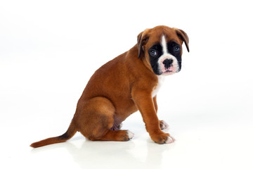 Adorable boxer puppy sitting