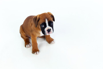 Adorable boxer puppy sitting