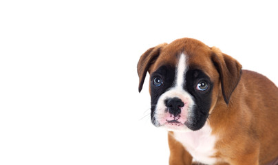 Obraz premium Portrait of a adorable boxer puppy